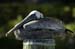 Brown Pelican_1