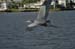 Great Blue Heron_1