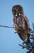 Great Gray Owl