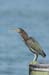 Green Heron