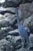 Little Blue Heron