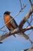 Robin_1