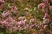 Blossoms