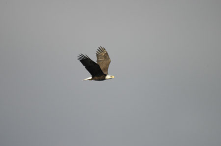 Bald Eagle
