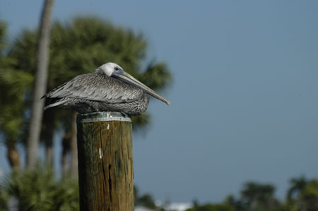 Brown Pelican