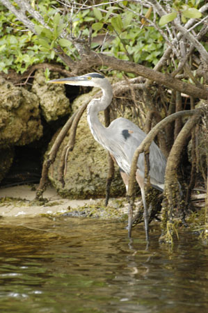 Great Blue Heron