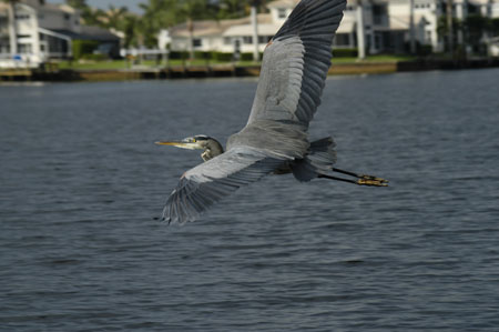 Great Blue Heron_1