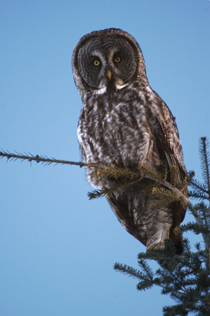 Great Gray Owl