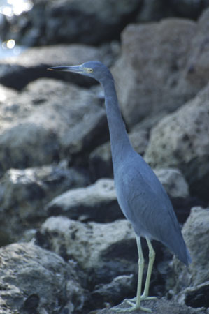 Little Blue Heron