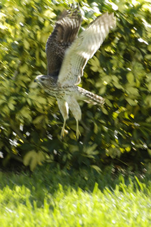 Red-shouldered Hawk