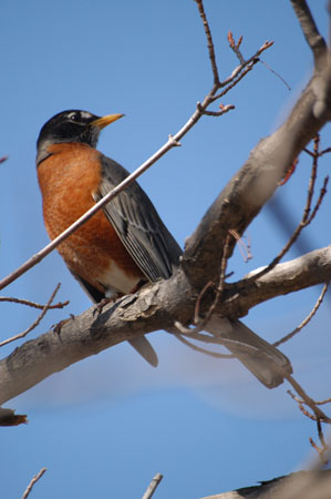 Robin_1