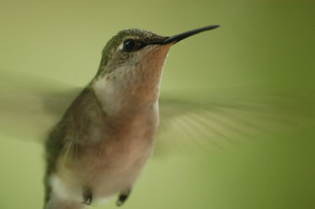 Ruby-throated HummingBird