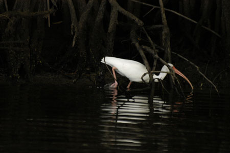 White Ibis
