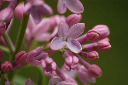 Lilac