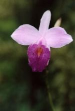 107-Orchid