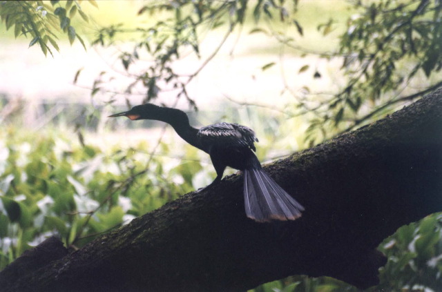 11-Anhinga