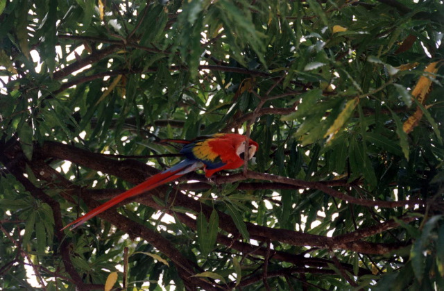 37-Scarlet_Macaw1