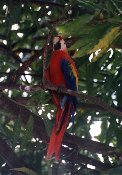 38-Scarlet_Macaw2