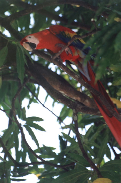 39-Scarlet_Macaw3