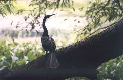 12-Anhinga2