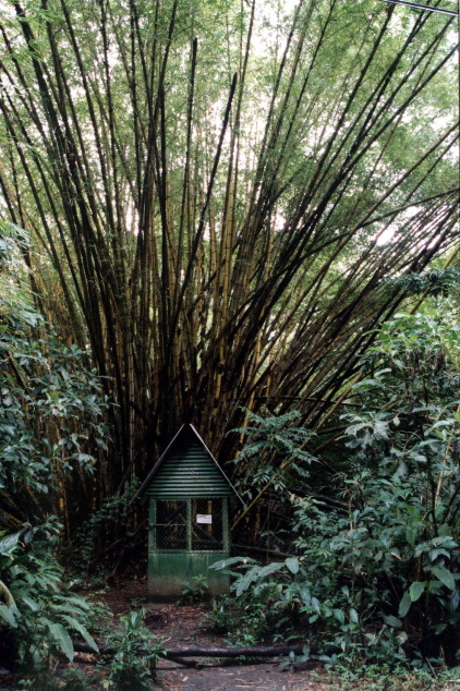 26-Bamboo