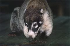 22-Coati