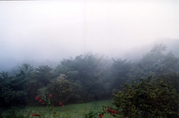 53-Misty_Morning