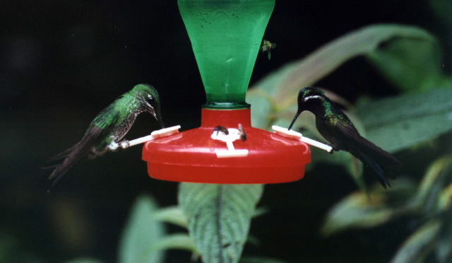 63-Hummingbirds1