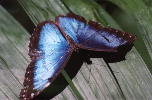 82-Morpho2