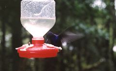 64-Hummingbirds2