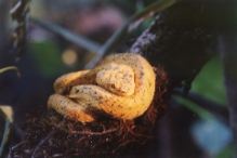 67-Eyelash-Viper