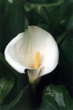 86-Arum_Lily